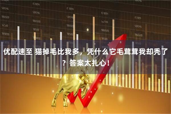优配速至 猫掉毛比我多，凭什么它毛茸茸我却秃了？答案太扎心！